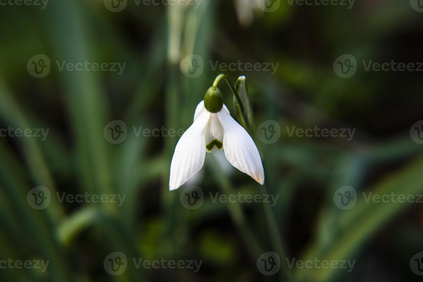 20210313 Galanthus elwesii Haken foto