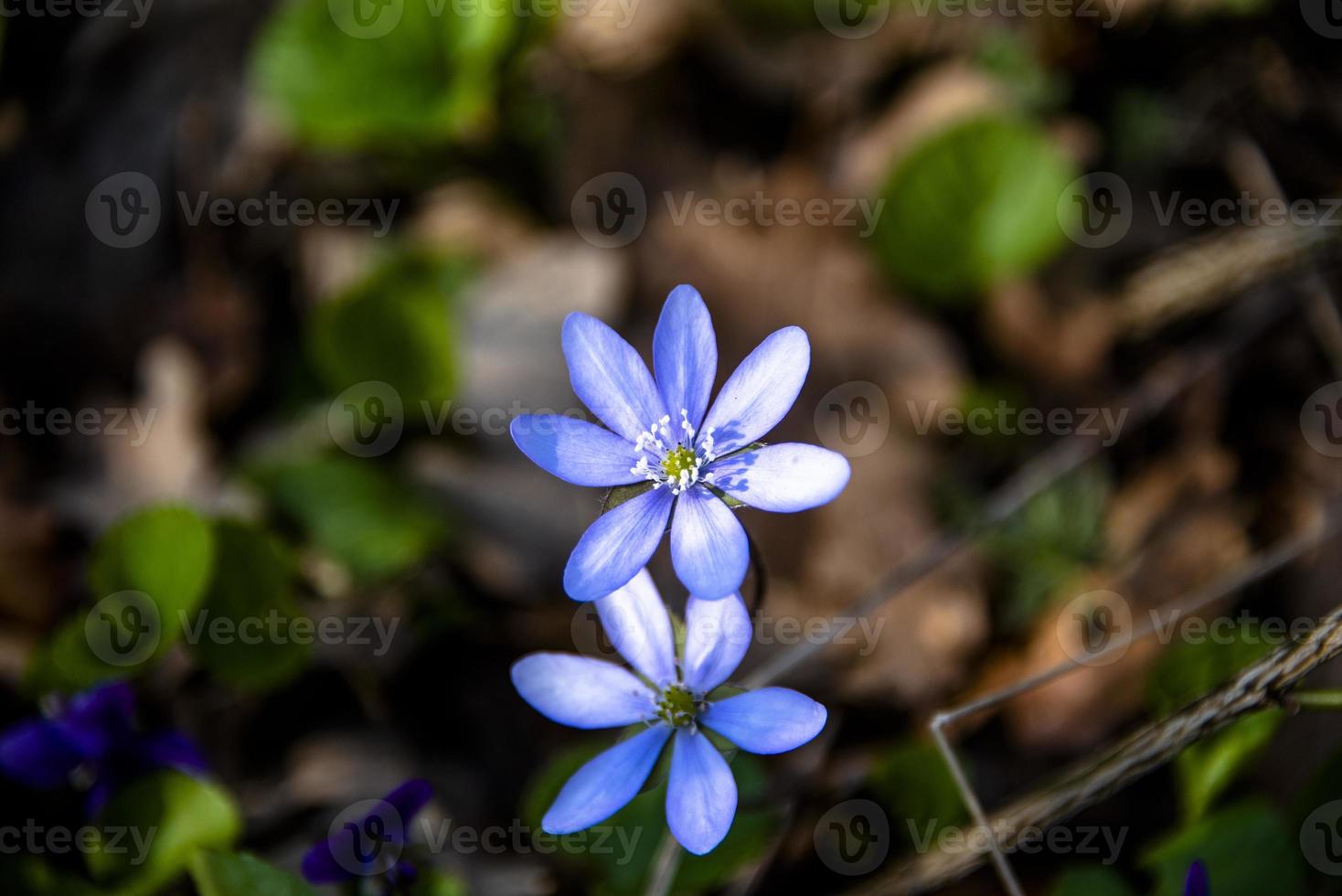 20210313 Anemone Hepatica foto