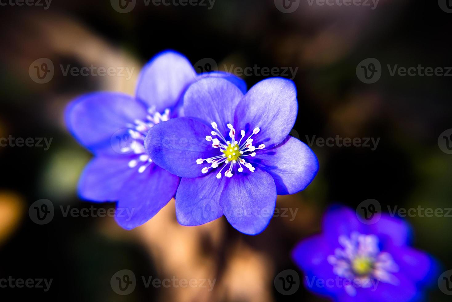 20210313 Anemone Hepatica 1 foto