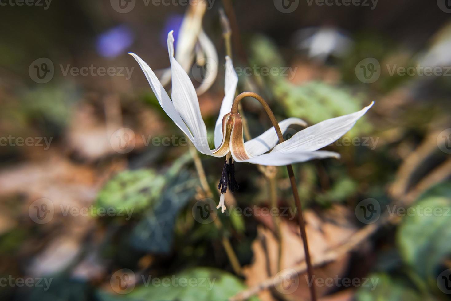 20210313 Erythroniium denscanis2 foto