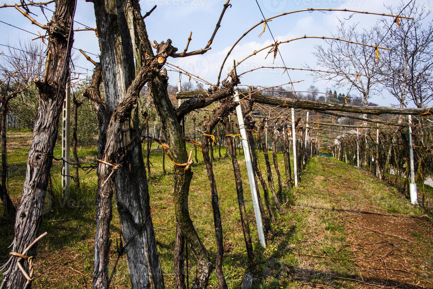 20210313 Weinberge im Winter foto