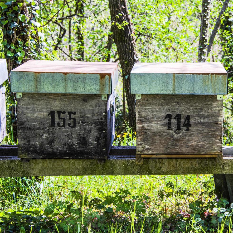 202144 Sovizzo-Bienenstöcke im Unterholz foto