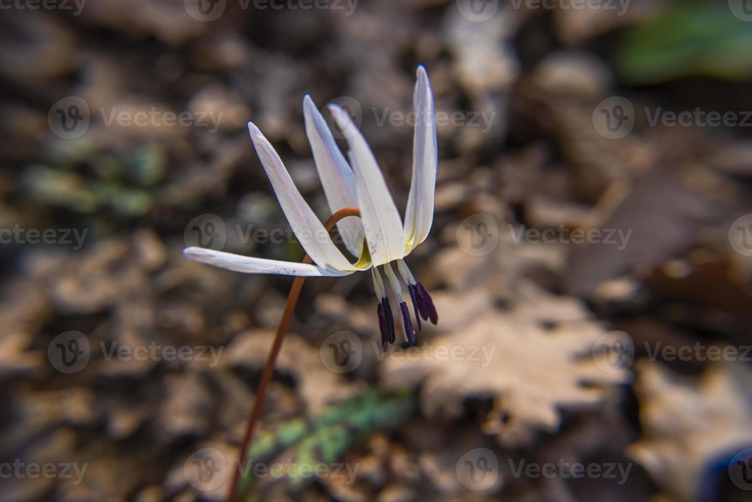 20210313 erythroniium denscanis 6 foto