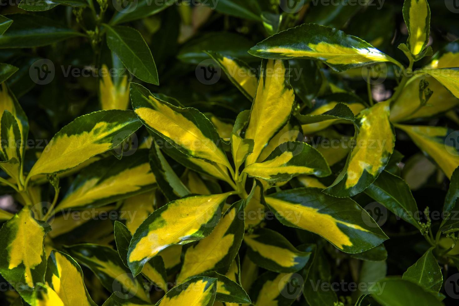 202144 montemezzo Detail der Hecke foto