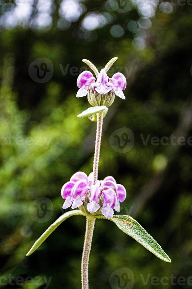 Phlomoides Admirabilis oder Lampwick foto