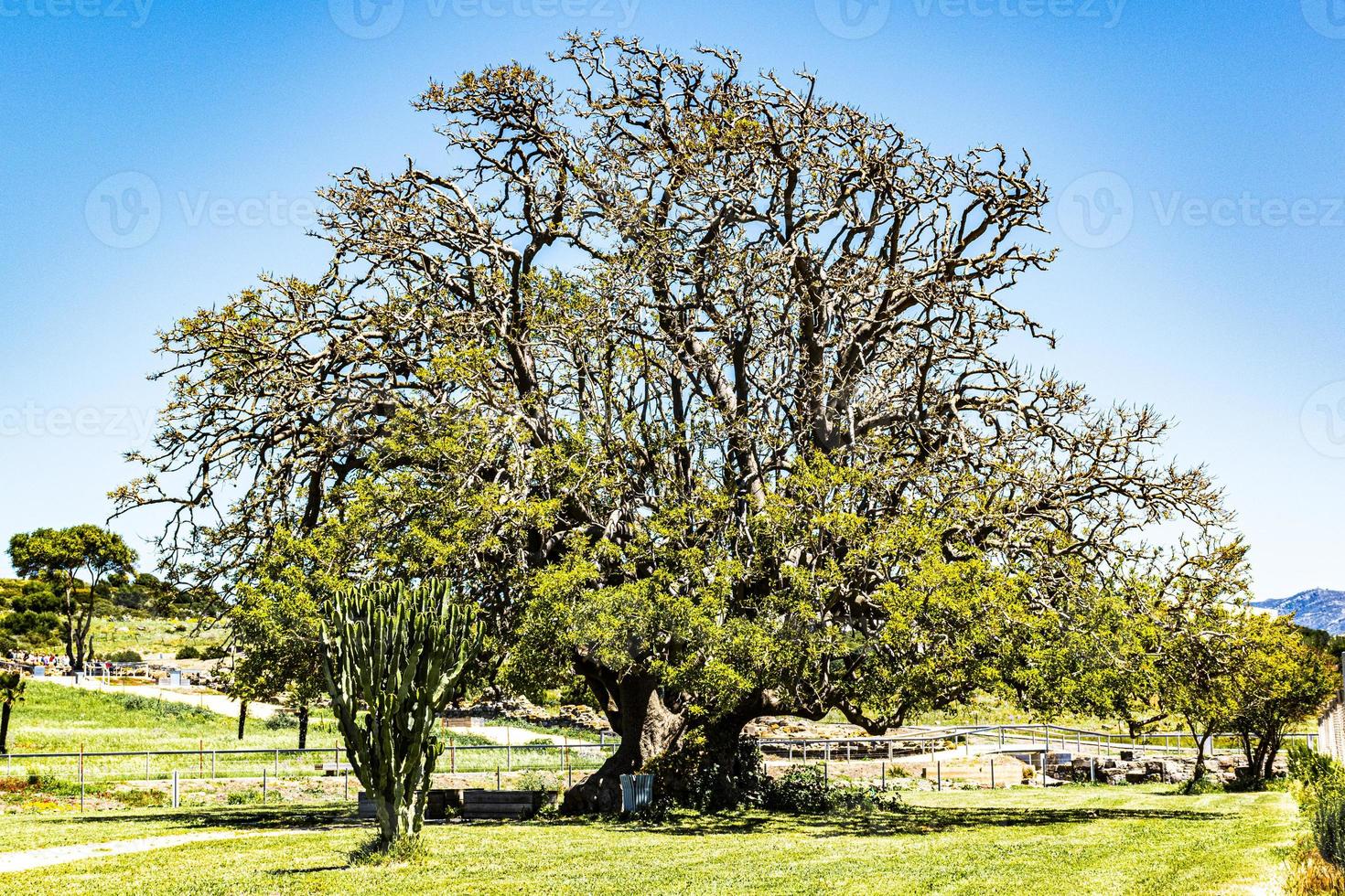 alte Pflanze mit Kaktus und Wiese foto