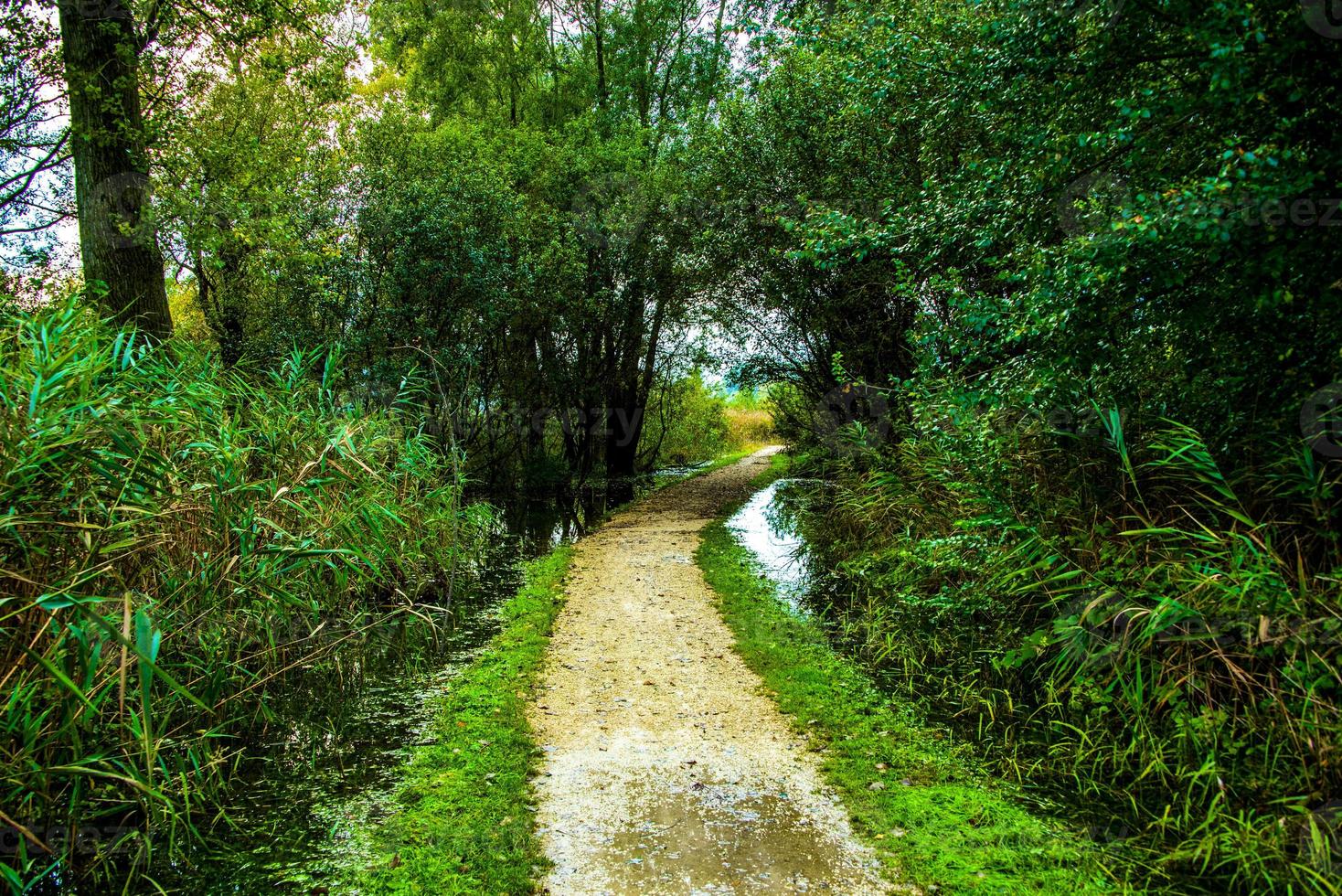 Weg zwischen Sümpfen foto