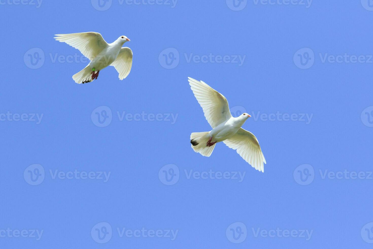 zwei Weiß Feder Homing Taube fliegend Mitte Luft gegen schön klar Blau Himmel foto
