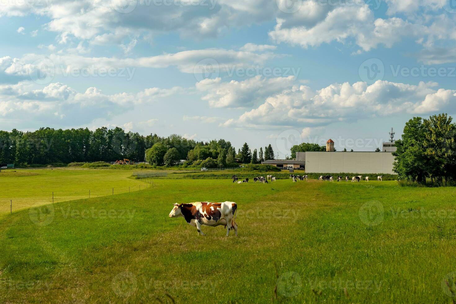 Kühe auf ein Wiese im Sommer- foto