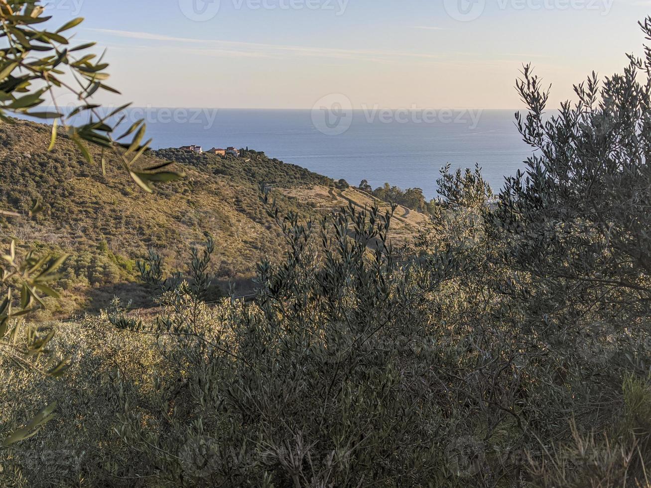 Küste und Berge von Ligurien, umrahmt von Olivenbäumen foto