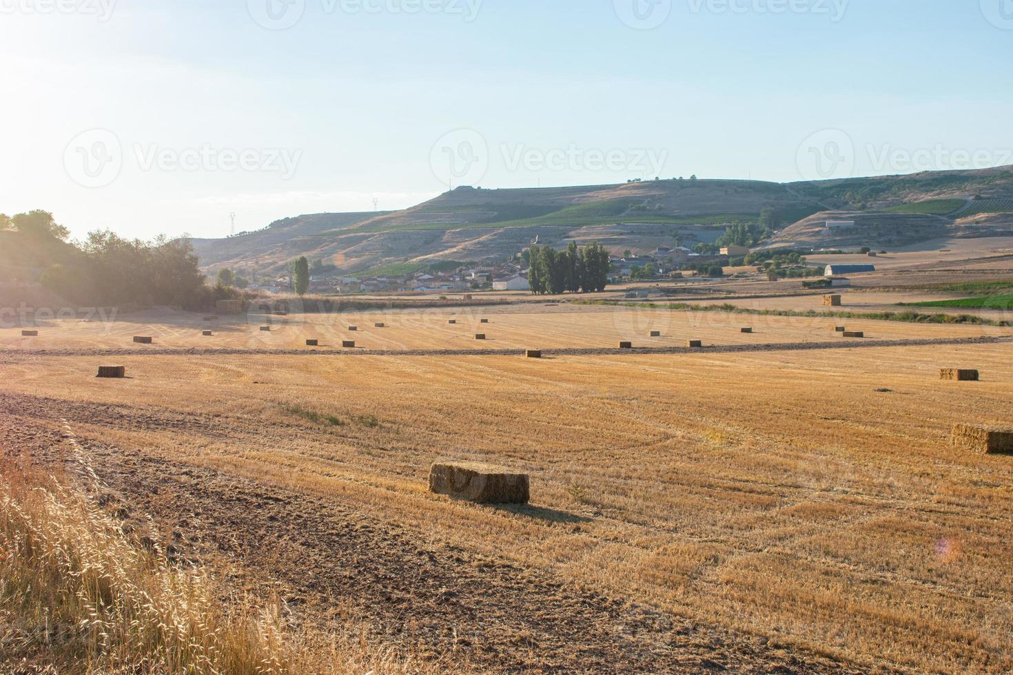 Feld gesät mit Getreide an einem sonnigen Tag mit blauem Himmel foto