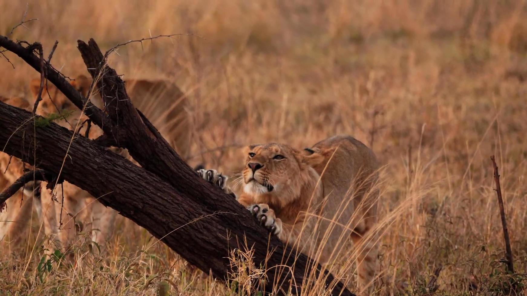 eine afrikanische erwachsene Löwin, die Körper gegen einen Baum streckt foto