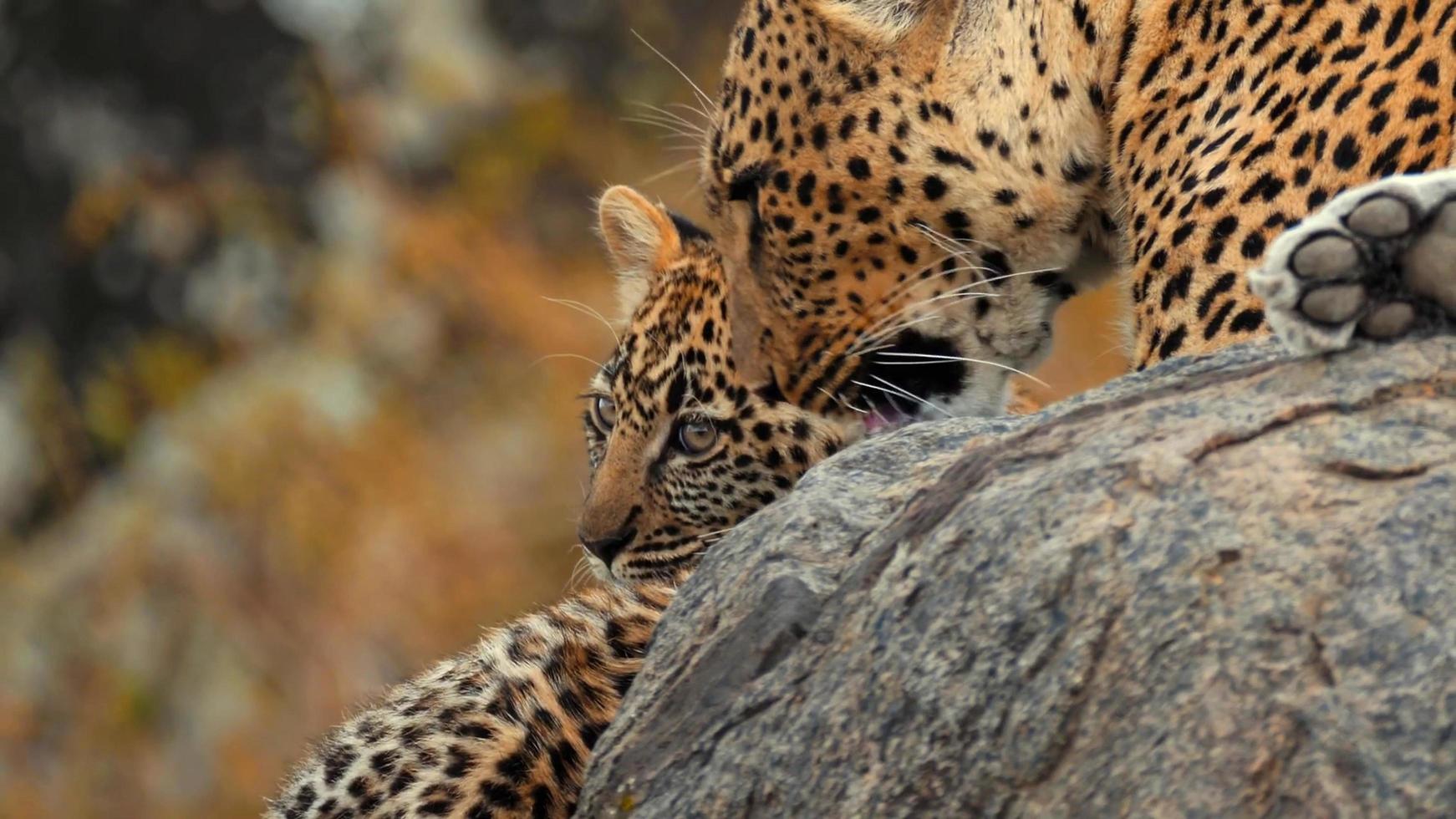 Mutter afrikanischer Leopard sitzt und leckt ihr Junges auf einem Felsen foto