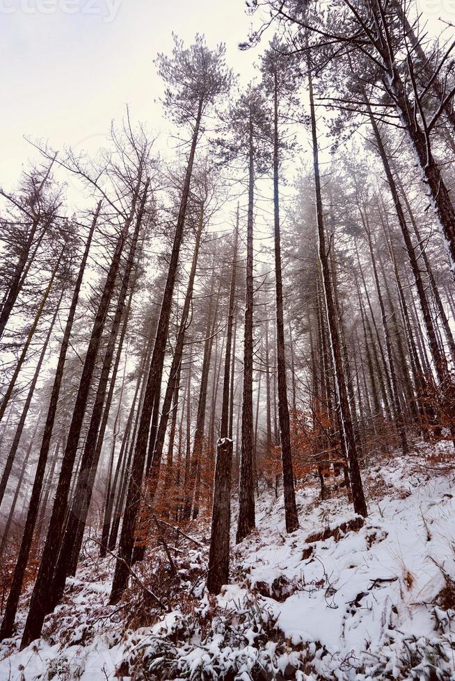 Schnee im Berg in der Wintersaison foto