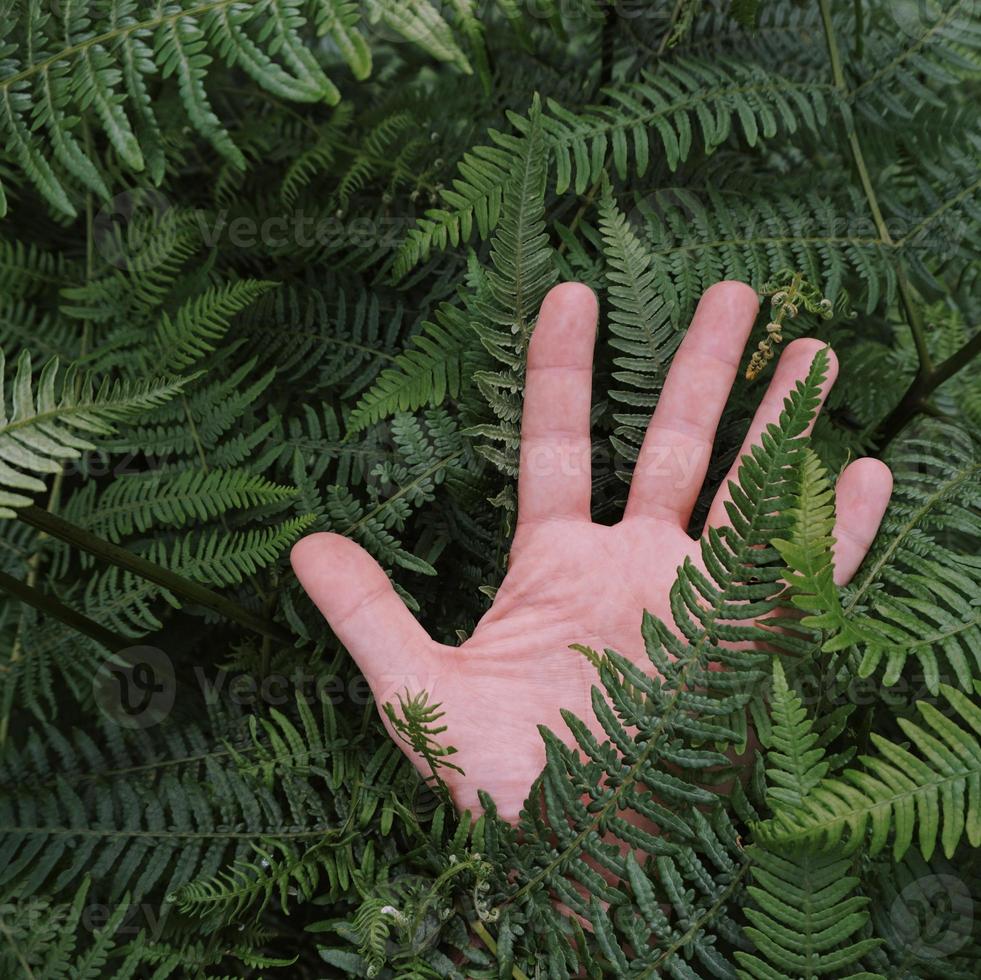 Hand berührt die Pflanzen und fühlt die Natur foto