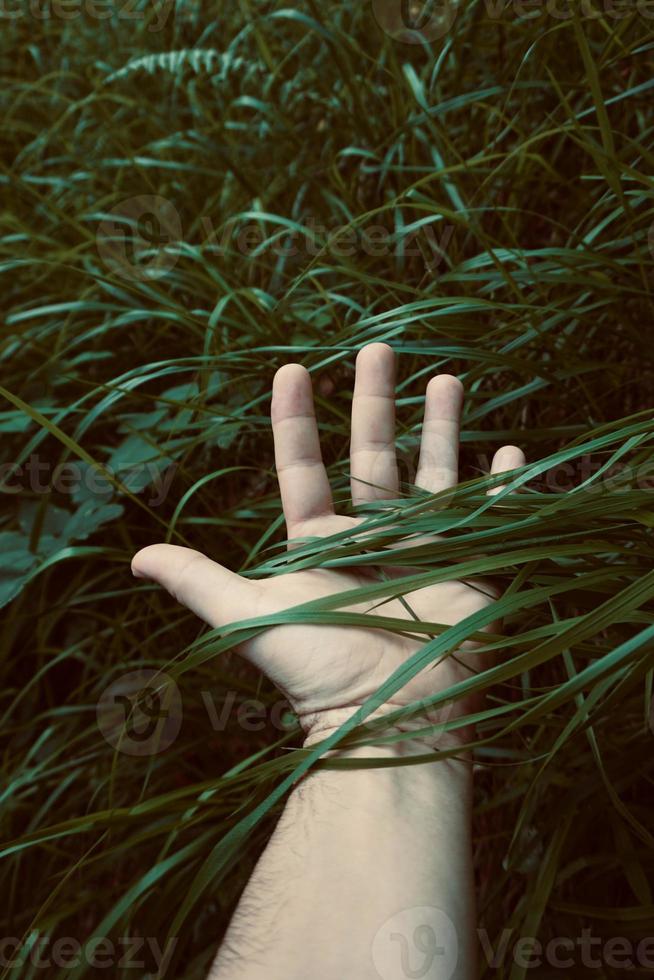 Hand berührt die Pflanzen und fühlt die Natur foto