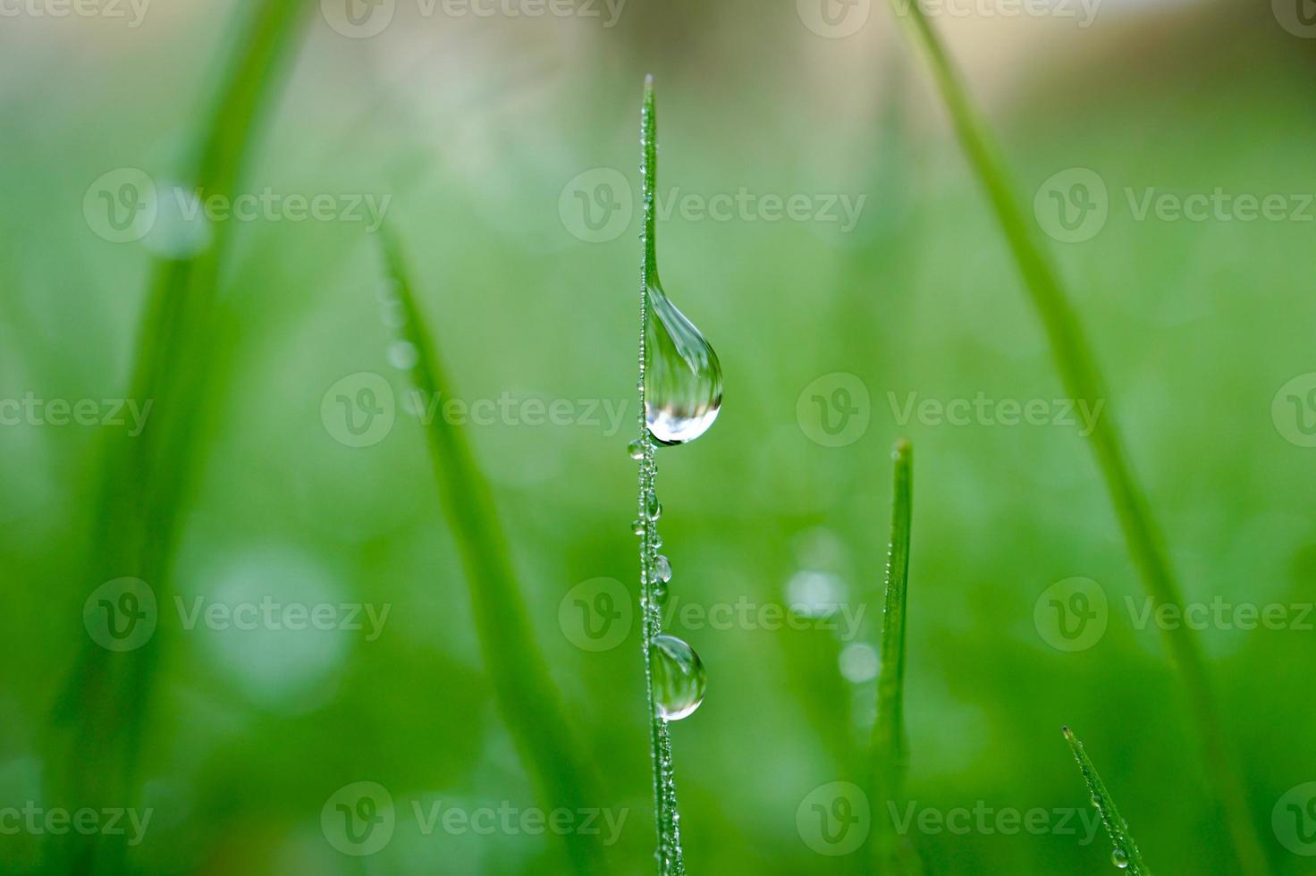 Lassen Sie sich an regnerischen Tagen auf das grüne Gras fallen foto