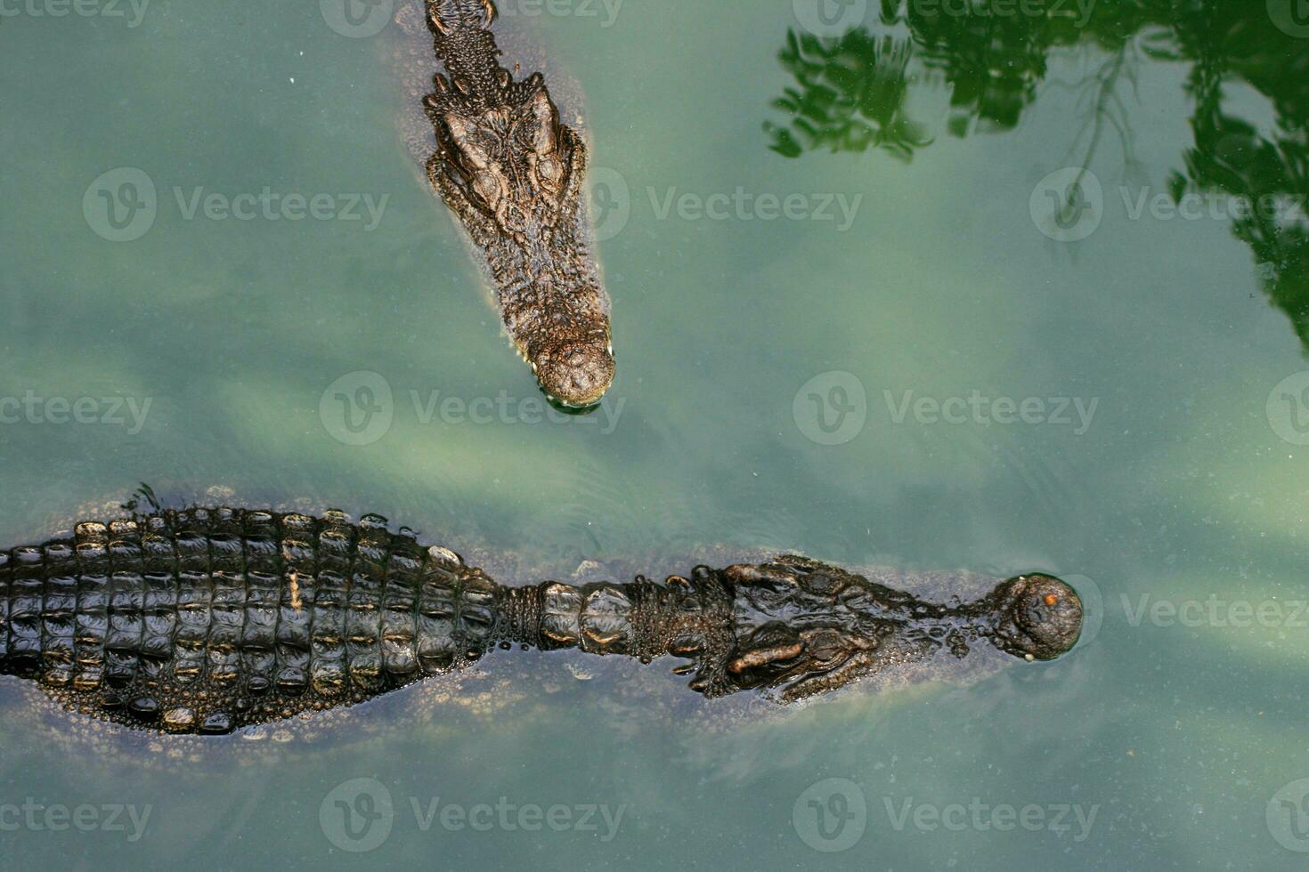 Krokodile Schwimmen im ein Teich foto