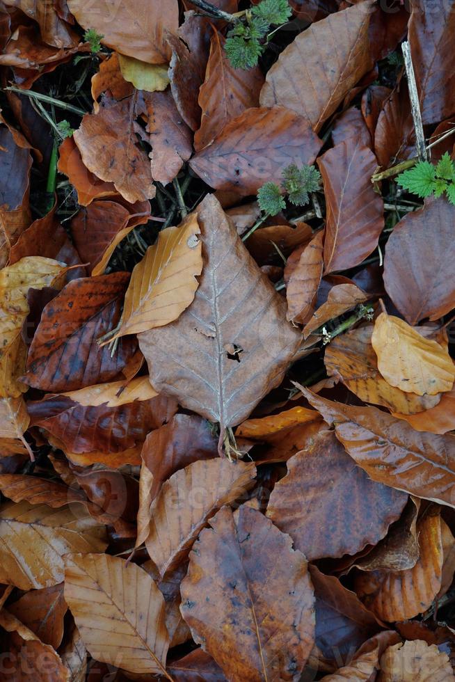trockene braune Blätter auf dem Boden in der Herbstsaison foto