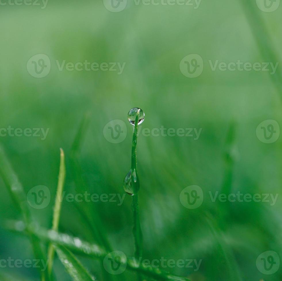 Lassen Sie sich an regnerischen Tagen auf das grüne Gras fallen foto