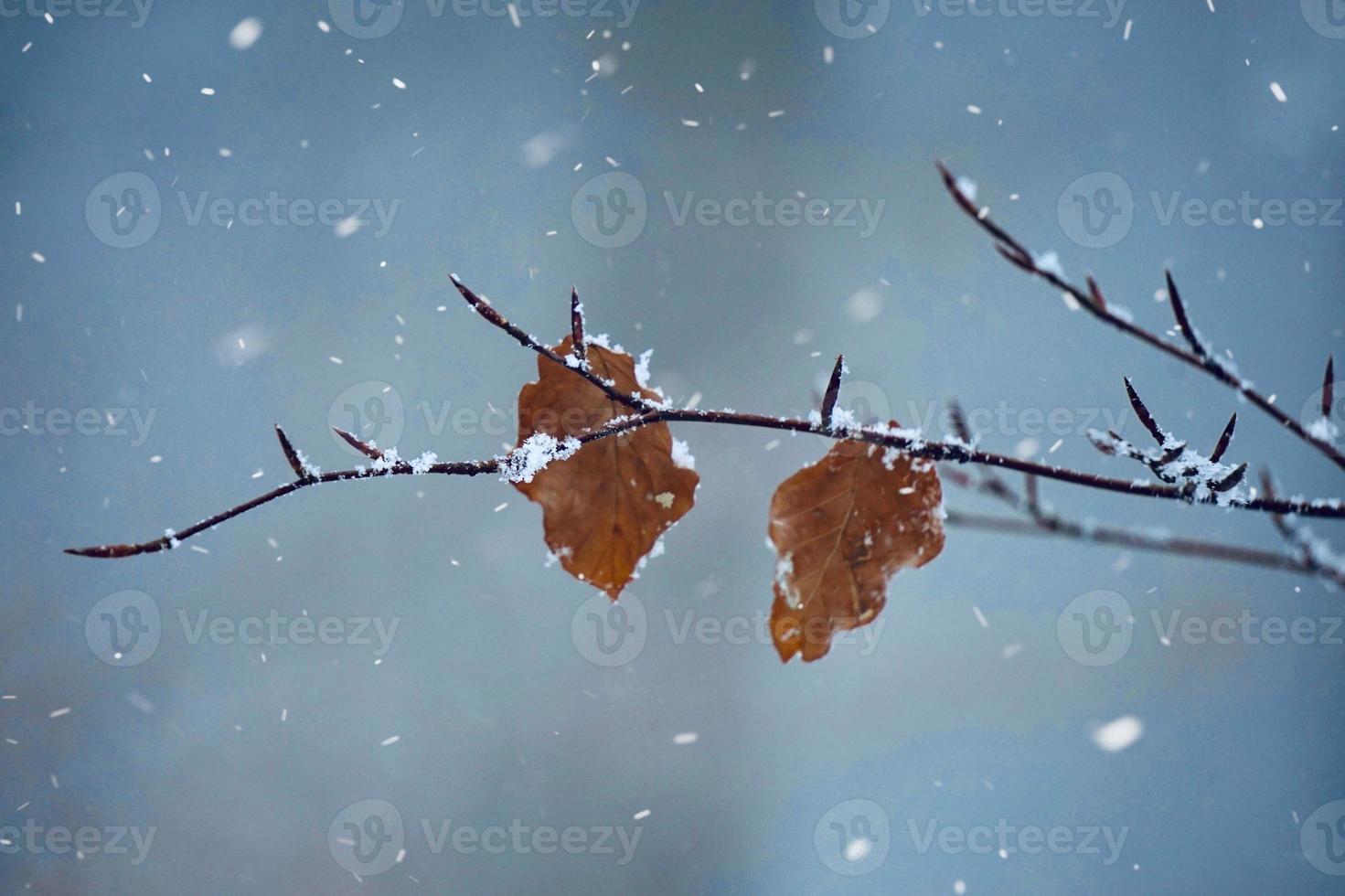 Schnee auf den Platten in der Wintersaison foto