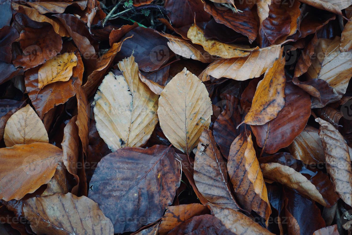 trockene braune Blätter in der Herbstsaison foto