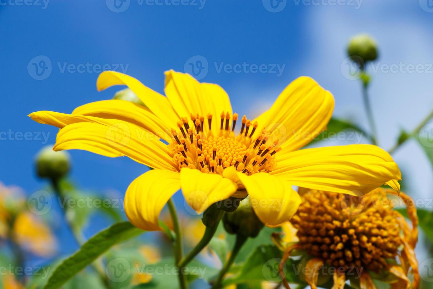 Nahaufnahme der mexikanischen Sonnenblume Unkraut Bau Tong Blume und blauen Himmel bei Mae Hong Son Thailand foto