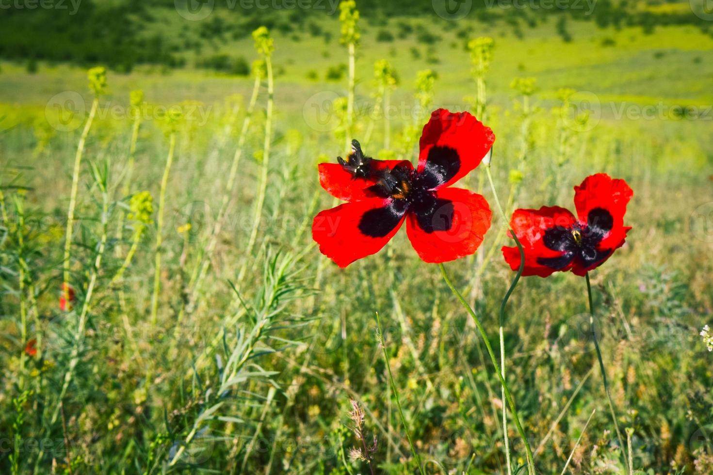 zwei Bieneninsekten auf Mohnblumen im grünen Naturfeld foto