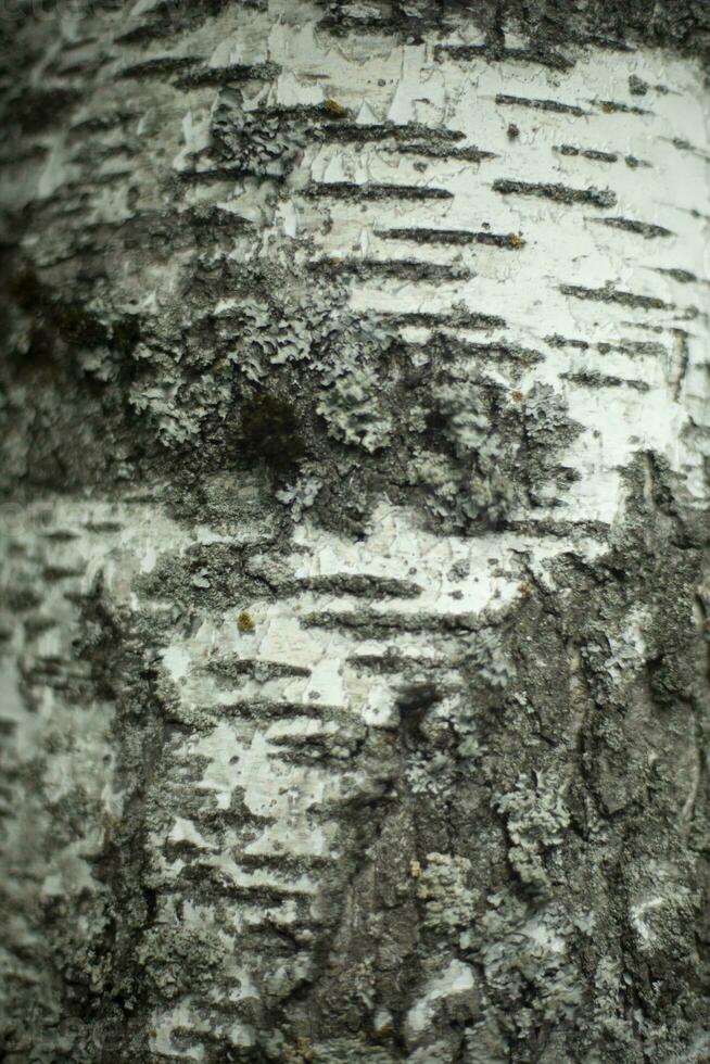 Birke bellen. Holz Einzelheiten. Birke im Wald. foto