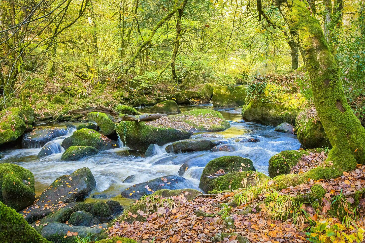 Wald Natur Huelziege im Herbst foto