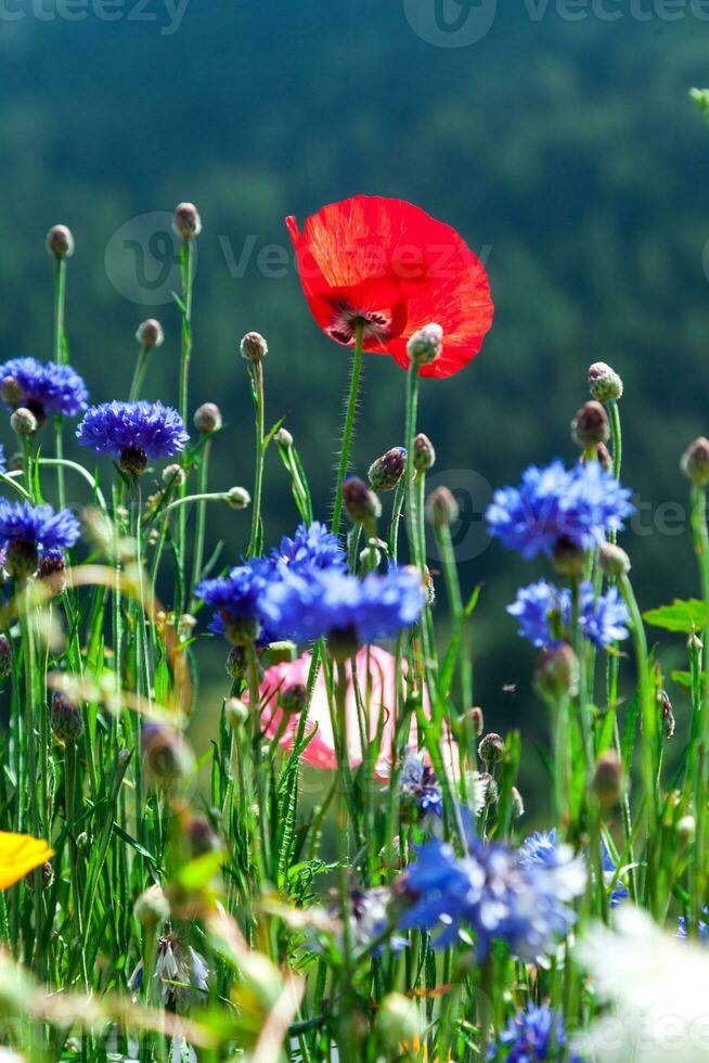 schöne bunte Blumen foto