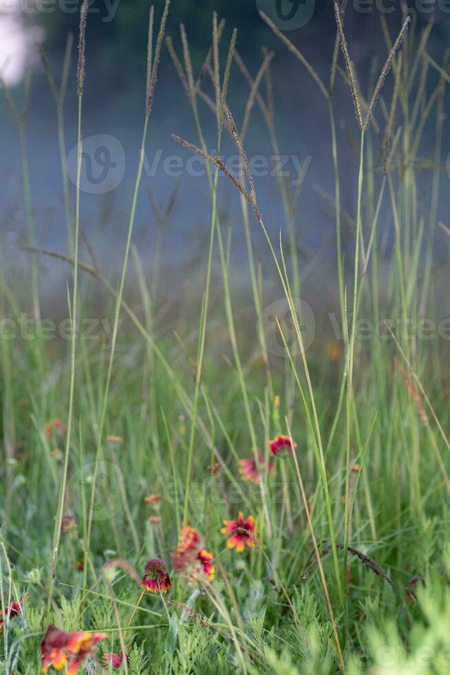 Wildblumen und Gräser mischen im ein Osten Texas Feld beim Sonnenaufgang. foto