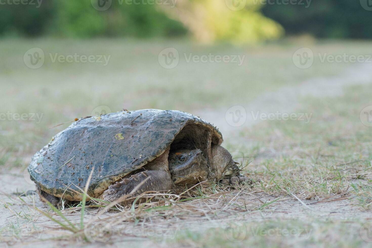 Porträt von ein verbreitet schnappen Schildkröte auf ein früh Morgen im Juni. foto