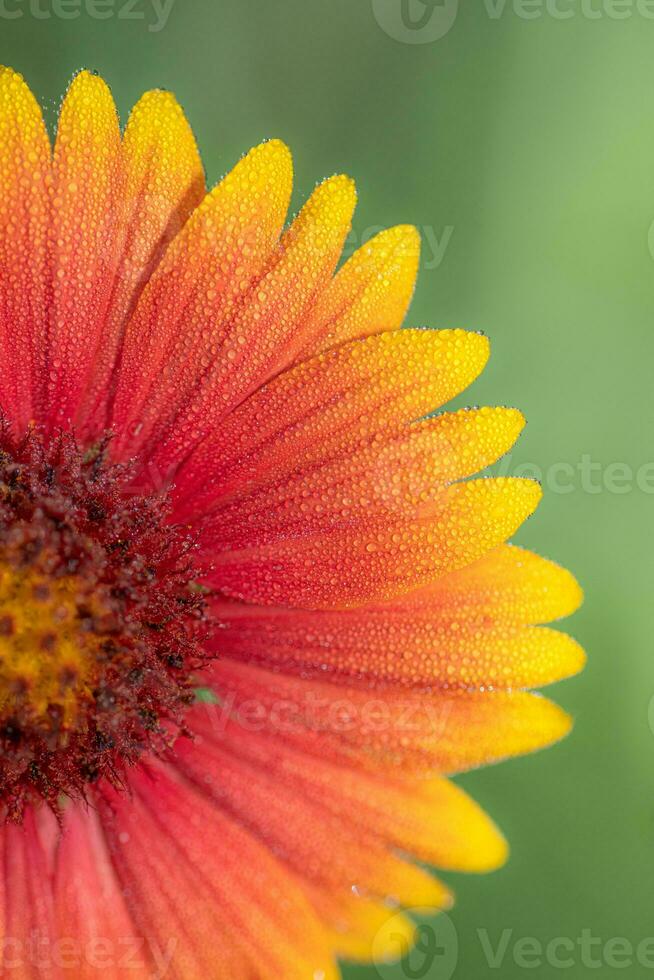 Einzelheiten von das Tau bedeckt Blütenblätter von ein orange, Rot, und Gelb Wildblume. foto