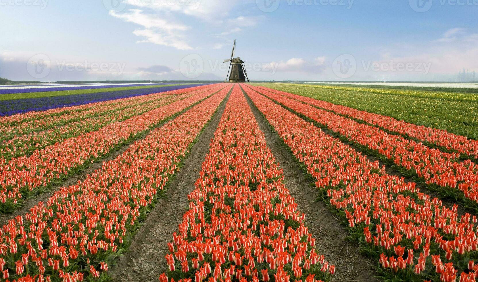 Niederlande bunt Landschaft und Blumen foto