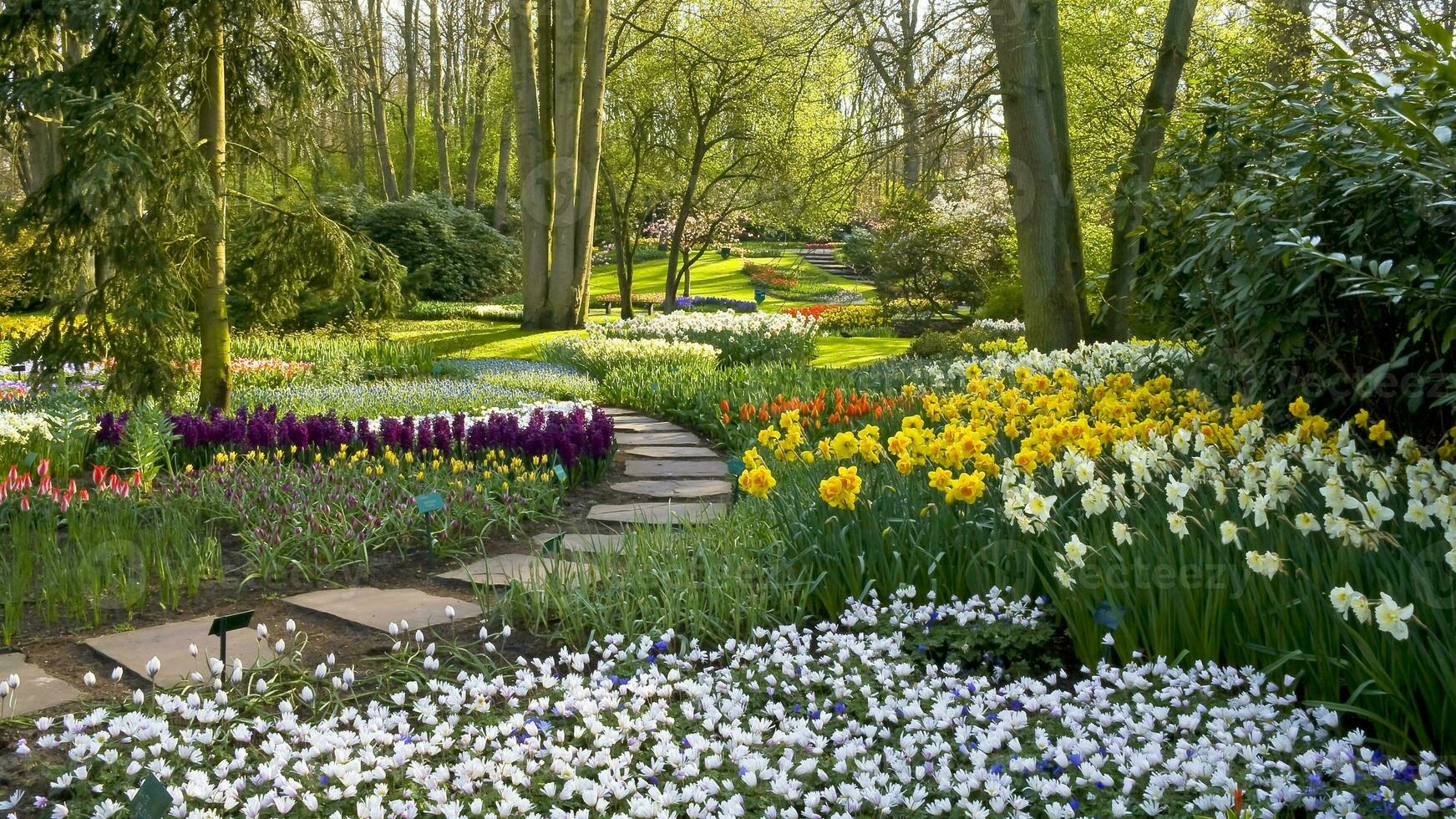 Niederlande bunt Landschaft und Blumen foto