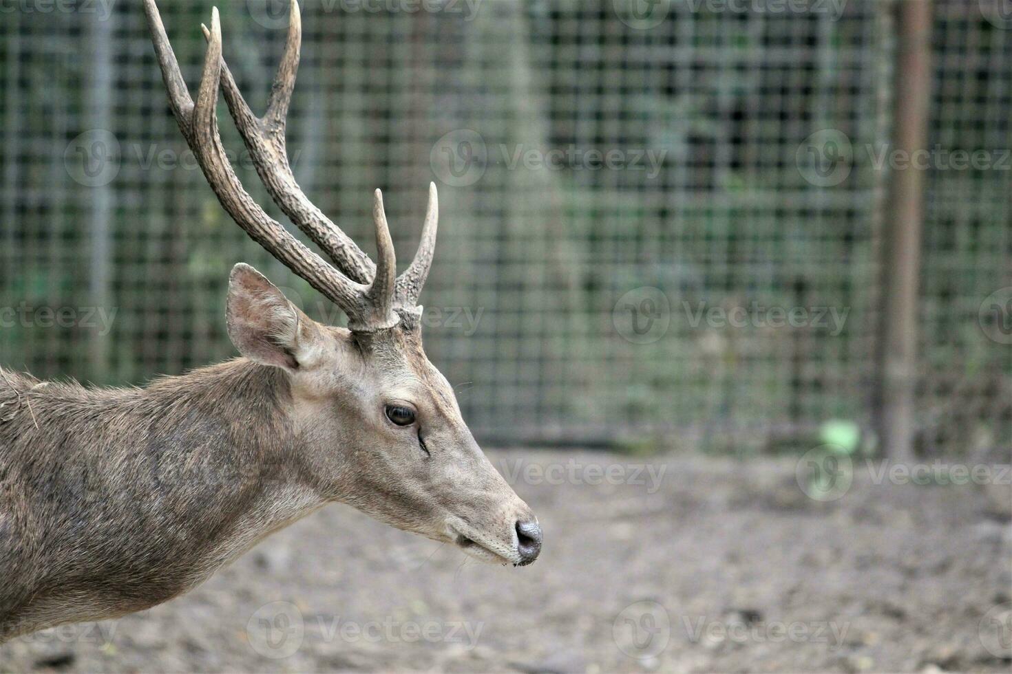 Herde von Hirsch im das Zoo mit Tiere Thema foto