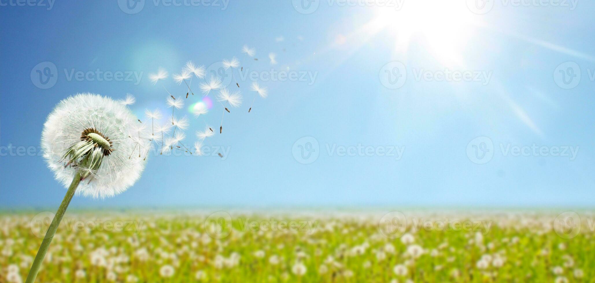 Löwenzahnblume mit fliegenden Federn am blauen Himmel. foto