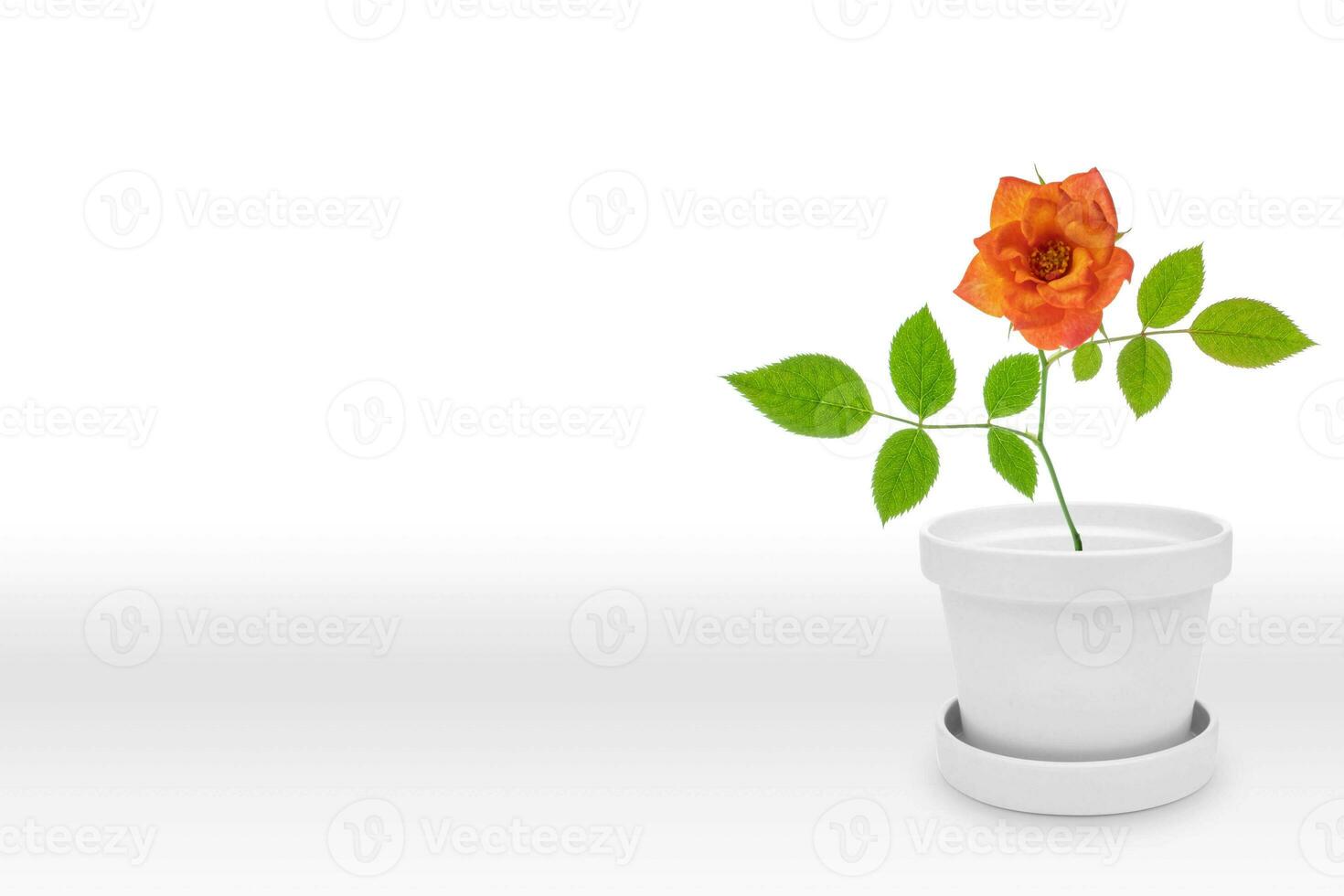 schön Rose Pflanze auf Vase Topf isoliert auf Weiß foto