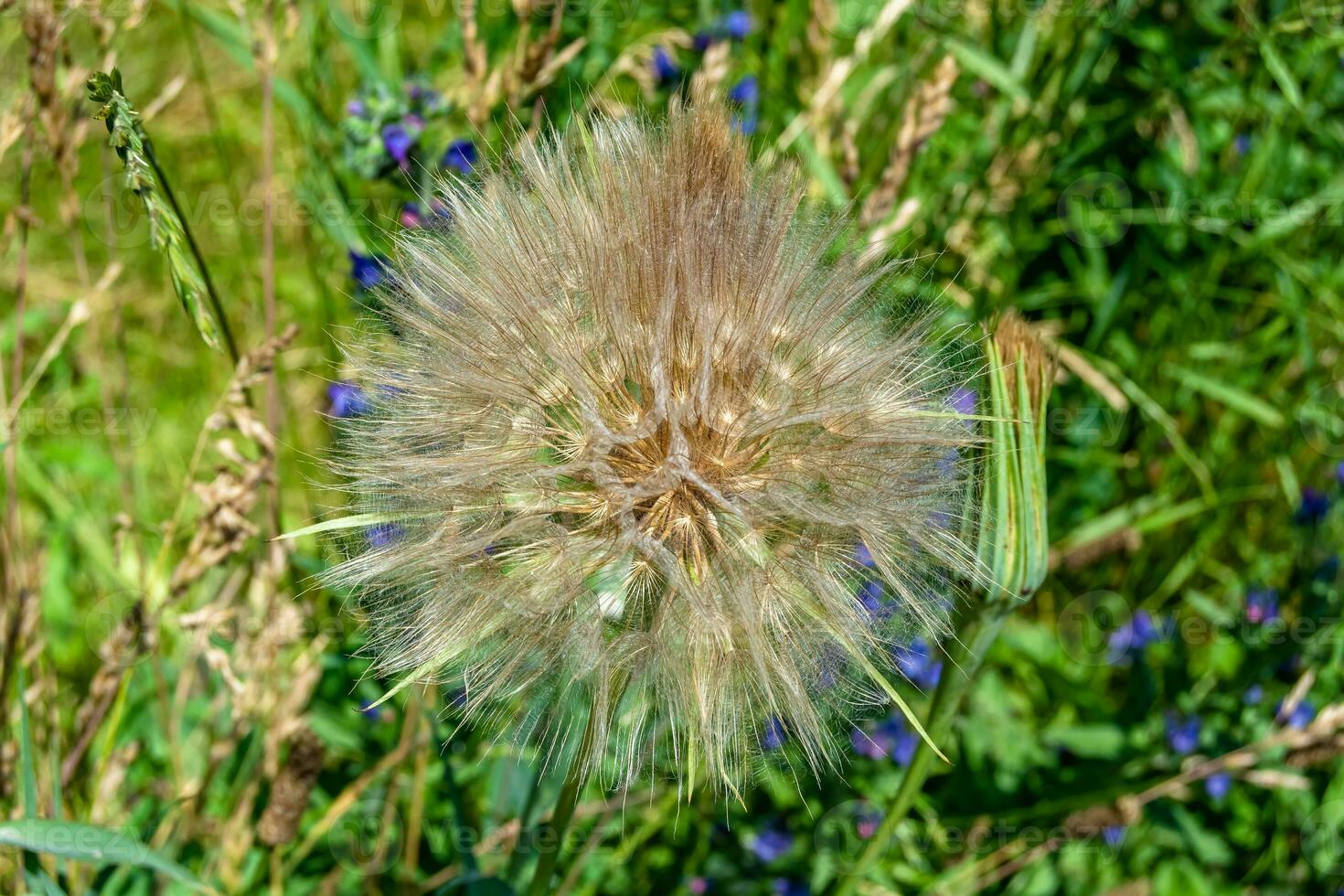 schöner wild wachsender Blumensamen-Löwenzahn auf der Hintergrundwiese foto