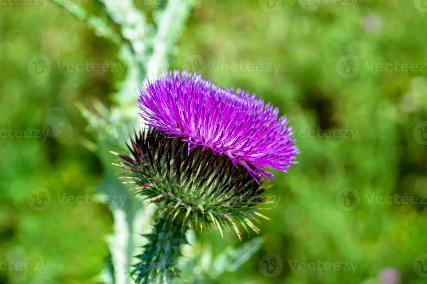 schöne wachsende Blumenwurzel Klettendistel auf Hintergrundwiese foto