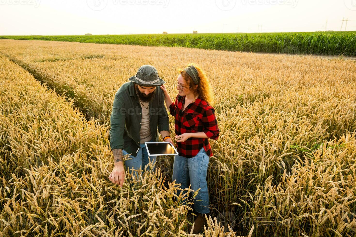 Familie landwirtschaftlich Beruf. Mann und Frau sind kultivieren Weizen. Sie sind Prüfung Fortschritt von Pflanzen. foto