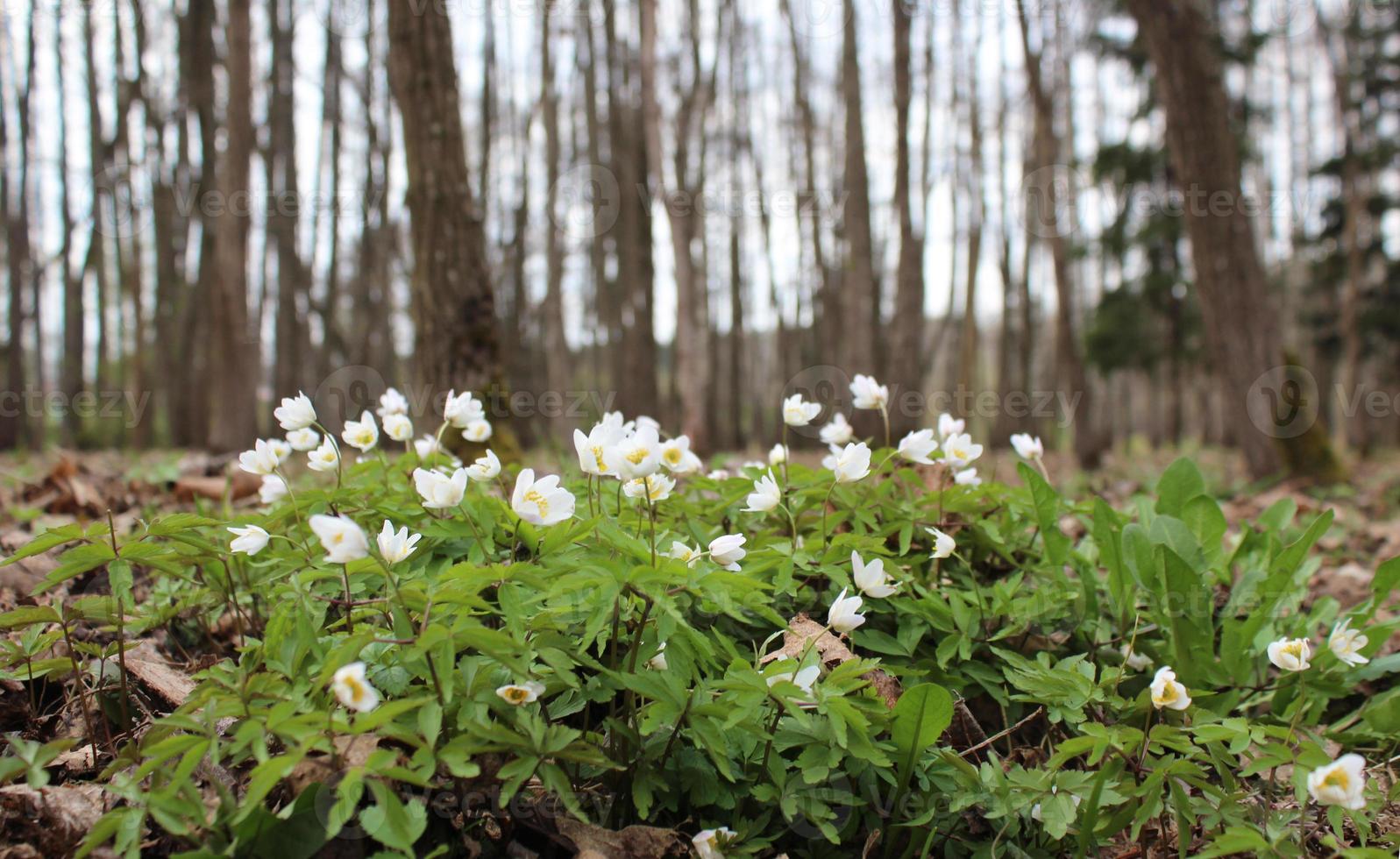 Primeln Anemonen sind weiß vor dem Hintergrund foto