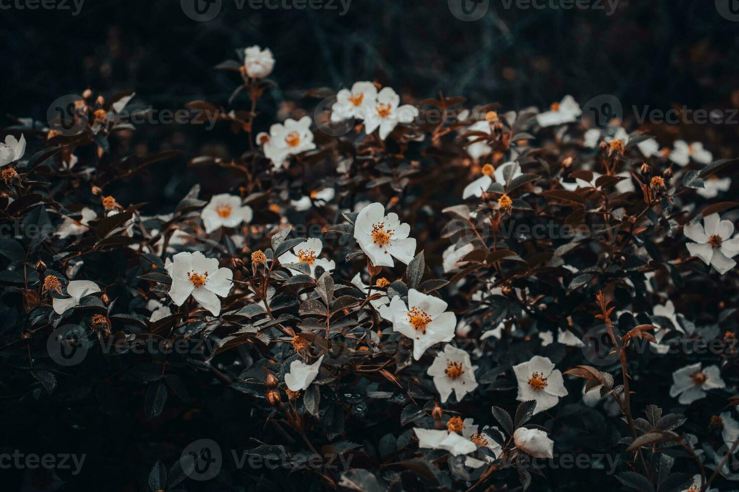 wild Hagebutte blühen Blume mit Regentropfen Konzept Foto. wachsend Pflanzen im Garten. foto