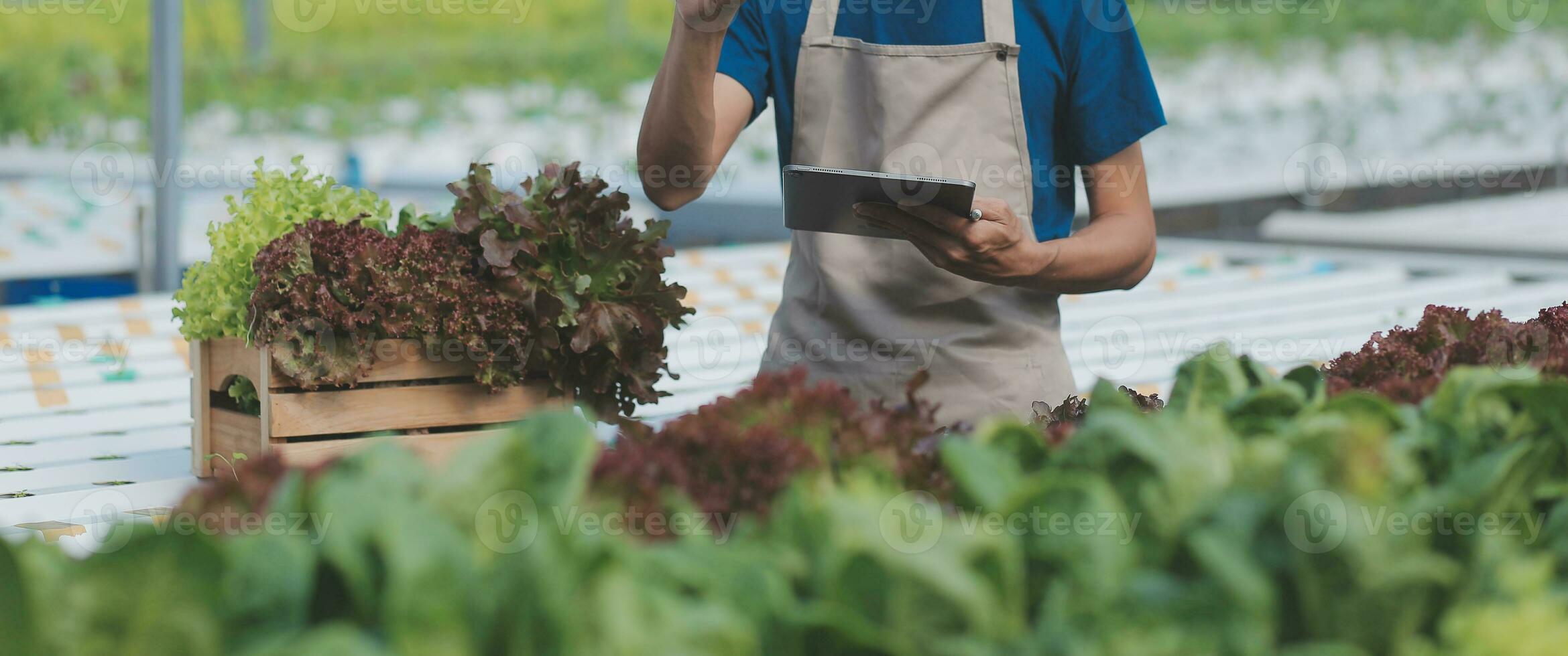 Bauern verwenden Nonius Bremssättel zu messen Gemüse zu Spur ihr Wachstum im Pflanze Kindergarten Bauernhof. Clever Landwirtschaft Technologie Konzept. foto