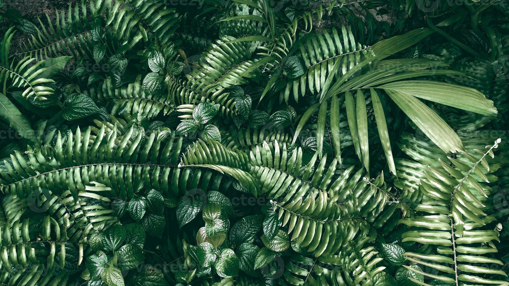 tropisches grünes Blatt im dunklen Ton foto