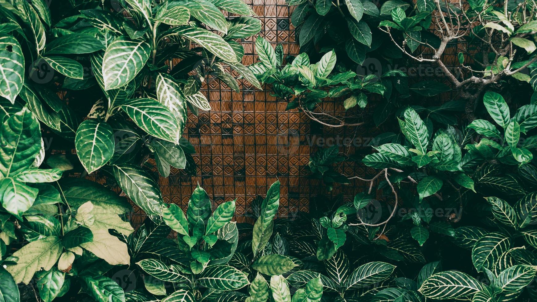 tropisches grünes Blatt im dunklen Ton foto