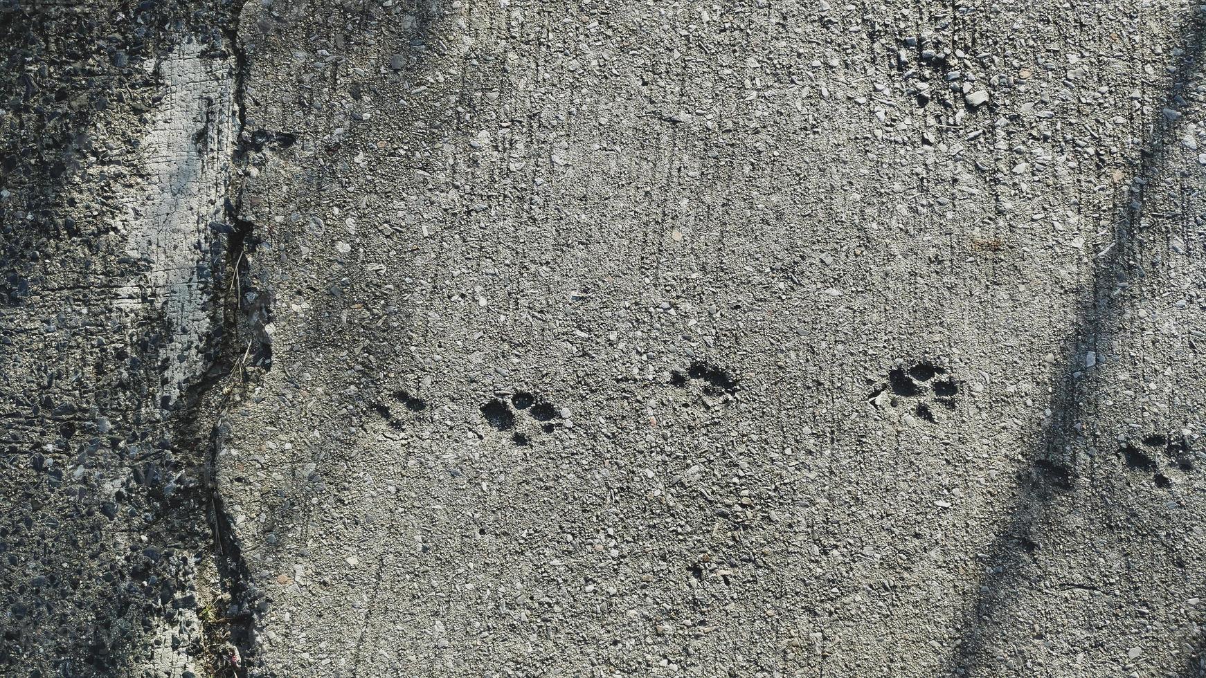 Hundefußabdrücke auf grauem Zementbodenhintergrund foto