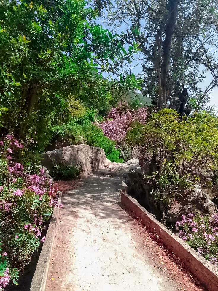 kleine Brücke über das Tal zwischen den Blumen foto