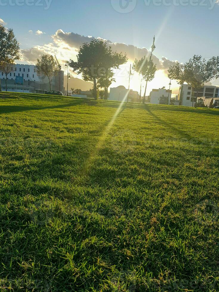 Umwelt Wunder von Sonnenuntergang auf Grün Gras foto